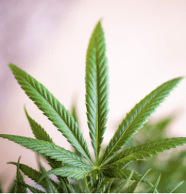 Four-twenty 411: Endocannabinoidome