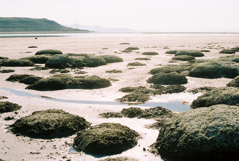 Meet the Microbialites